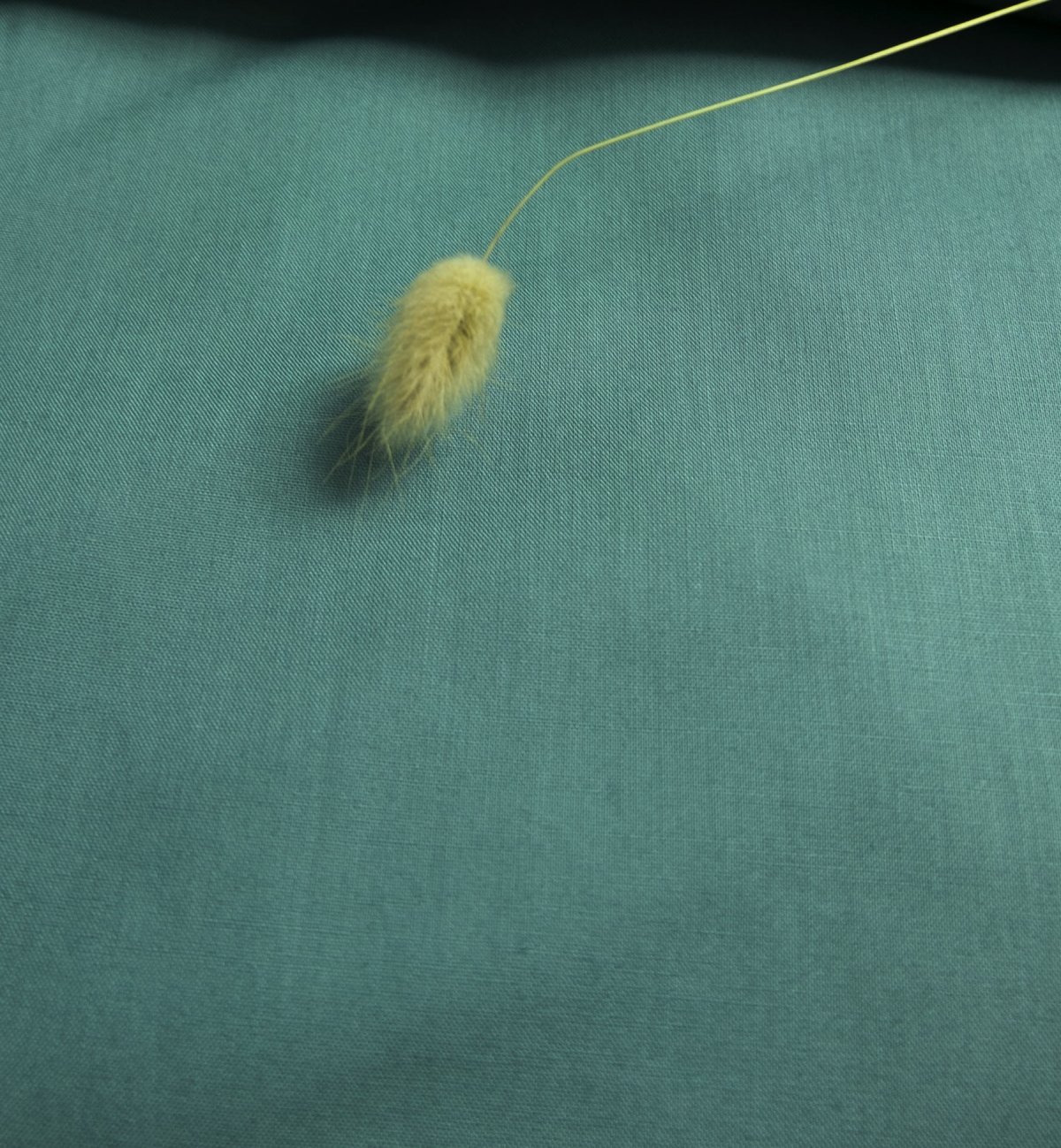 Taie d'oreiller Adulte Coton Bio couleurs aux choix