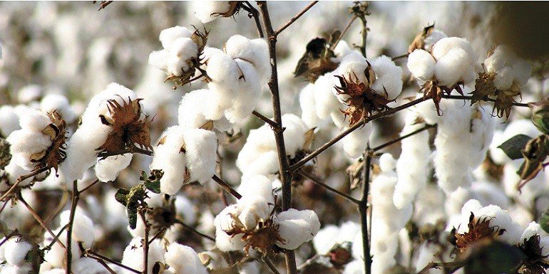 Cotton or Organic Cotton? Kadolis