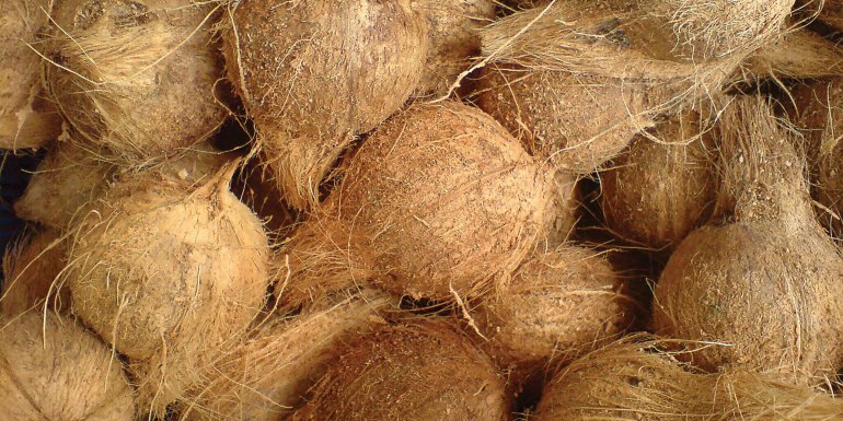 Entdecken Sie die Kokosfaser für ein gesünderes Bett. Kadolis