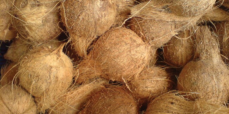 Descubra la fibra de coco para una cama más sana Kadolis Descubra la fibra de coco para una cama más sana Kadolis