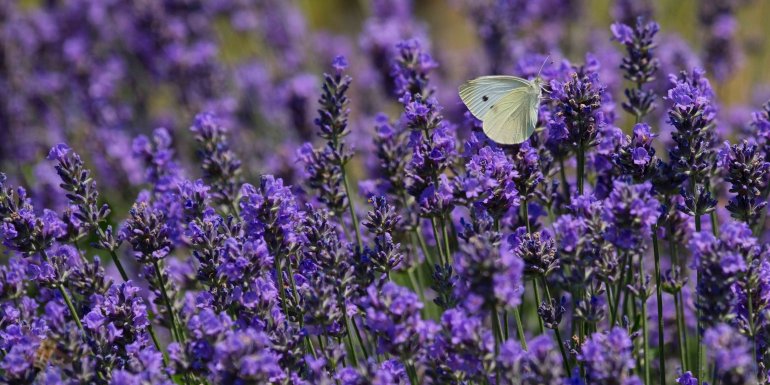 The benefits of lavender for a better sleep Kadolis The benefits of lavender for a better sleep Kadolis