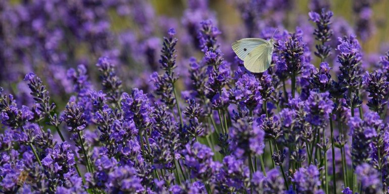 De voordelen van lavendel voor een betere slaap Kadolis