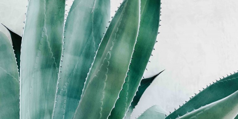 Discovering Aloe vera | Kadolis